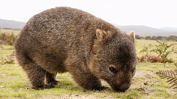 Hero wombats, Saving other animals, Drought relief HD wallpaper