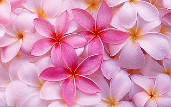 Earth frangipani flowers, Pink floral elegance, Botanical beauty, Natural harmony HD wallpaper