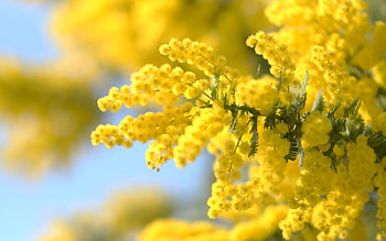 mimosa, yellow spring flowers, mimosa branch, mimosa background, beautiful yellow flowers HD wallpaper