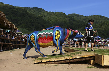 Painted water buffalo, China, Buffalo bodypainting competition, Yunnan province, Painted buffalo HD wallpaper