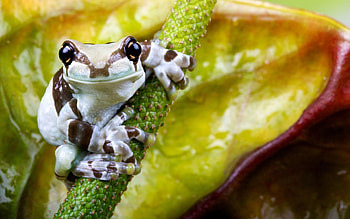 Animals, Flower, Sit, Small, Petite, Frog HD wallpaper