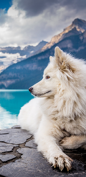Dog Lake Louise, Samsung Galaxy Note 9 HD phone wallpaper