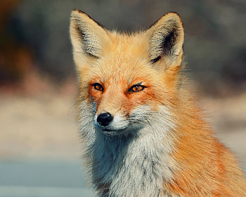 Animals, Fox HD wallpaper