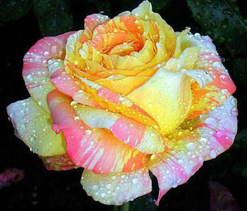 Rose Bloom, closeup, roses, petals, drops, nature, flowers, dew, bloom HD wallpaper