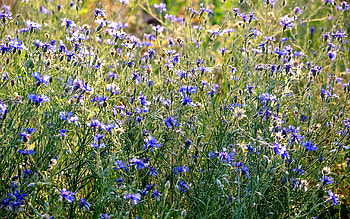 Plants, Flowers HD wallpaper