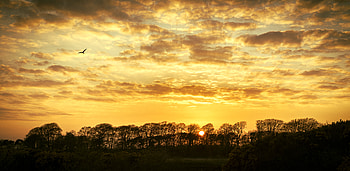 Landscape, Nature, Trees, Sunset, Twilight, Clouds, Dusk HD wallpaper