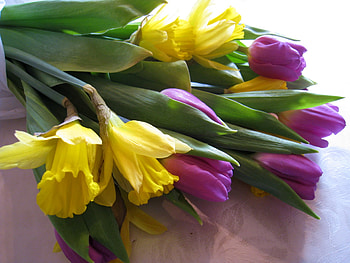 Flowers, Tulips, Narcissussi, Bouquet, Tablecloth HD wallpaper