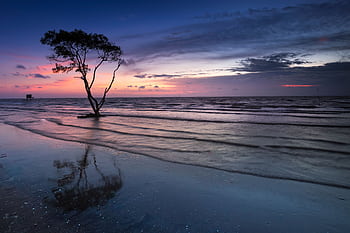 Stunning twilight beach scene with a lone tree reflecting on calm waters under vibrant skies. HD wallpaper