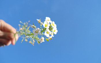 Sky, Flower, Macro, Handsomely, It's Beautiful HD wallpaper