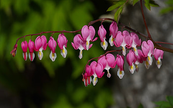 Bleeding Heart, pink, Korea, flowers HD wallpaper