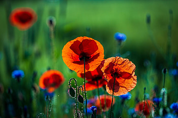 Poppy Flower, , Vibrant backdrop, Floral beauty HD wallpaper