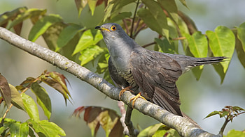 Graphic cuckoo , Artistic avian, Nature-inspired, Aesthetic delight HD wallpaper