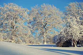 Fine day, blue, winter, white, , snow, trees, sky, nature HD wallpaper