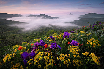Garden of irises, Fog, Forest, Hill, Flowers, Spring HD wallpaper