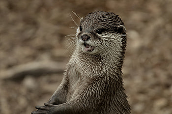 Animals, Grin, Muzzle, Wet, Otter HD wallpaper