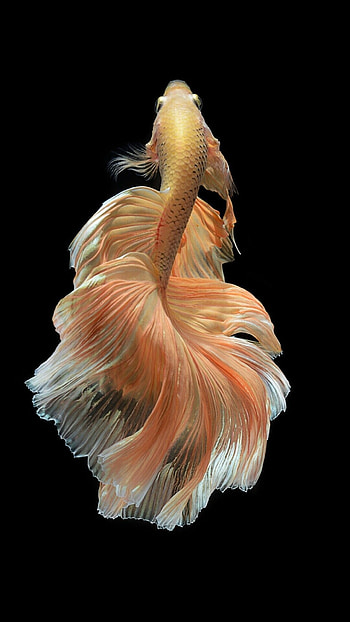 fish , Stunning marine visuals, , High-quality HD phone wallpaper