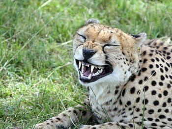 Animals, Cheetah HD wallpaper