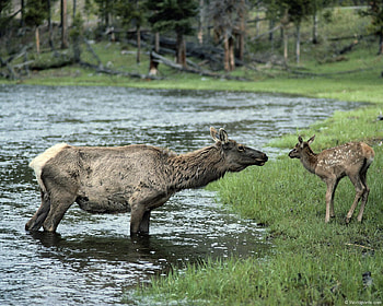 Elk, animal, trees, grass, water HD wallpaper