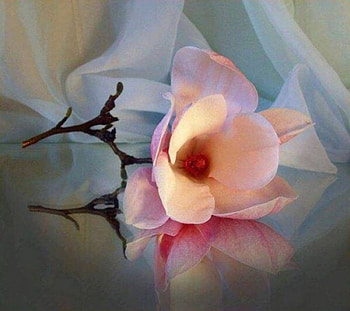 Spring Flower, reflection, spring, curtain, flower HD wallpaper