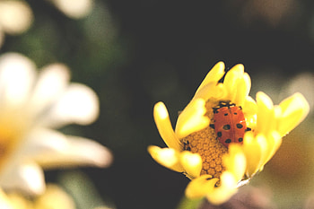 Flower, Macro, Insect, Ladybug, Ladybird HD wallpaper