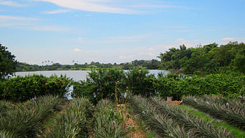 Lakeside scenery, blue sky, Lakeside, scenery, plants HD wallpaper