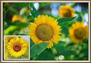 FRAMED SUNFLOWERS, PRETTY, NATURE, FLOWERS HD wallpaper