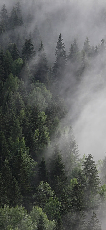 Austria forest fog mist pines Nature , Ultra Forest HD phone wallpaper