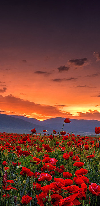 Poppy farm sunset, Stunning landscape, Serene nature, Captivating colors HD phone wallpaper