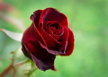 Flowers, Rose Flower, Rose, Bud, Close-Up, Greens HD wallpaper