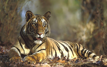Animals, Grass, Forest, To Lie Down, Lie, Tiger HD wallpaper