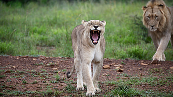Animals, Predator, Lioness, Fangs, To Fall, Mouth HD wallpaper