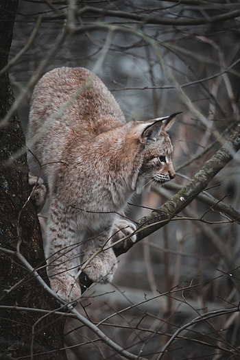 Animals, Iris, Wood, Tree, Big Cat, Wildlife, Animal HD phone wallpaper