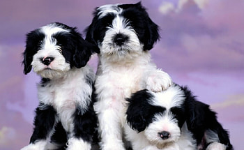 three very cute puppies, puppies, cute, adorable, three HD wallpaper