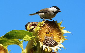 Sunflower Seeds, Vibrant sunflowers, Wildlife graphy, Birds in nature HD wallpaper