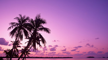 Landscape, Nature, Palms, Violet HD wallpaper