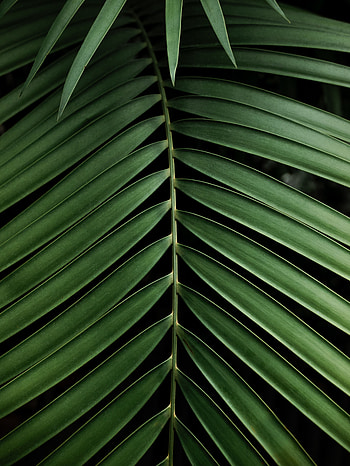 Nature, Plant, Palm, Branch, Leaflet HD phone wallpaper