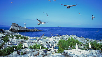 Seagulls, oceans, birds, animals, other, nature, people HD wallpaper