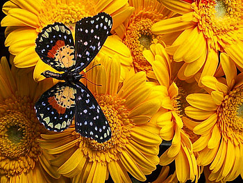 On gold, wings, flowers, butterfly, gold HD wallpaper