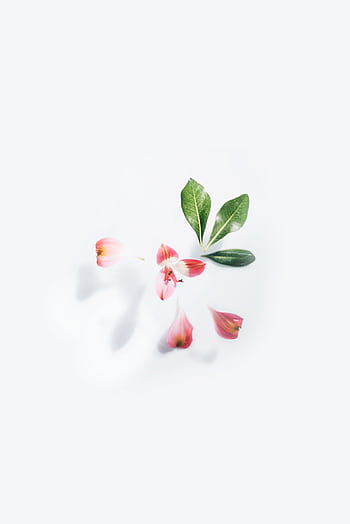 Elegant deconstructed flower petals and leaves on a white background. HD phone wallpaper