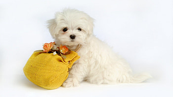*, dog, dogs, anmal, animals HD wallpaper