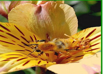 Bee on alstroemeria flower, bumblebee, graphy, bug, yellow, flower, nature HD wallpaper