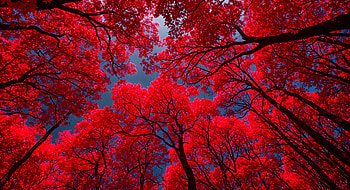 Vibrant Canopy: A Ultra Experience, canopy, nature, vibrant colors HD wallpaper