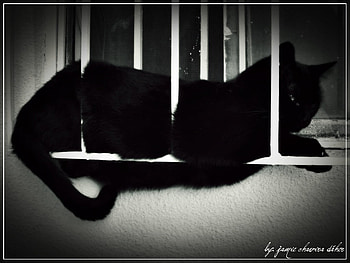 She is Yuki, cat, black and white HD wallpaper