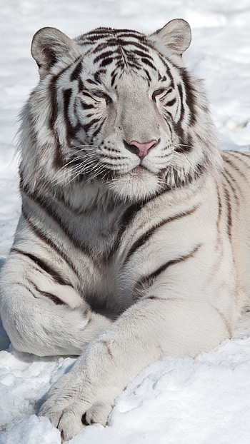 White Tiger, Bengal Tiger, Beyaz Kalpan HD phone wallpaper