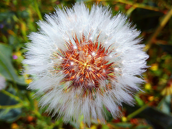 Flower, Macro, Dandelion, Fluff, Fuzz HD wallpaper