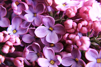 Lilac, pink, close up HD wallpaper