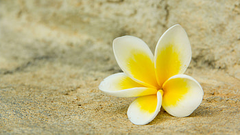 Hawaiian Plumeria, Frangipani Flowers HD wallpaper