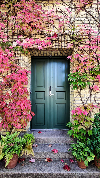 Plants, Autumn, Miscellanea, Miscellaneous, Stairs, Ladder, Door HD phone wallpaper