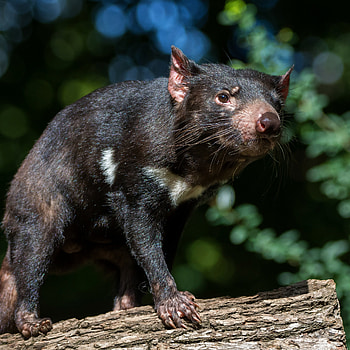 Tasmanian Devil, Greens summer look, Dark background foliage, Beast log HD phone wallpaper