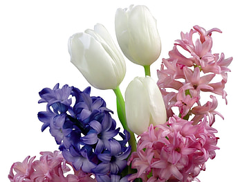 Plants, Flowers HD wallpaper